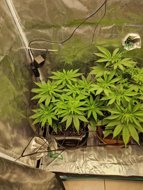 Apples Bananas n Peaches. Week 8