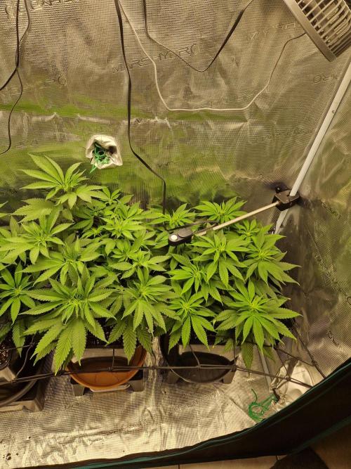 Apples Bananas n Peaches. Week 8