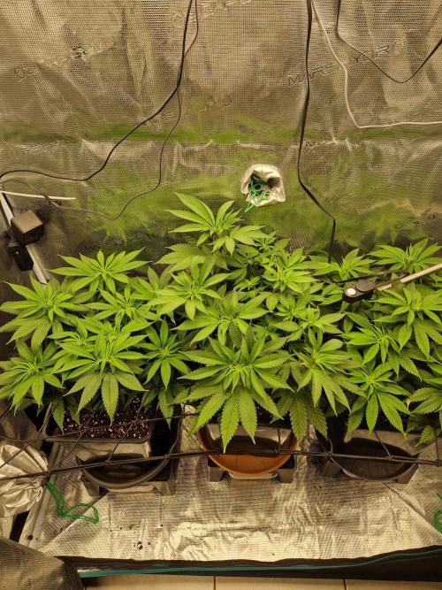 Apples Bananas n Peaches. Week 8