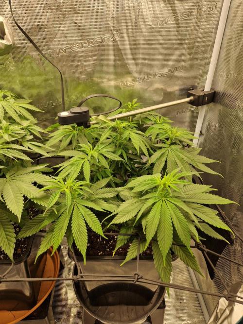 Apples Bananas n Peaches. Week 8