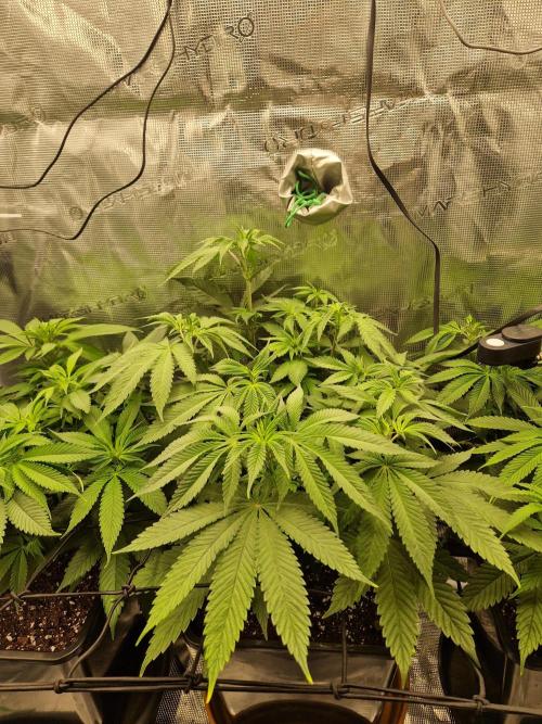 Apples Bananas n Peaches. Week 8