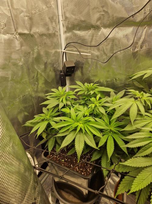 Apples Bananas n Peaches. Week 8