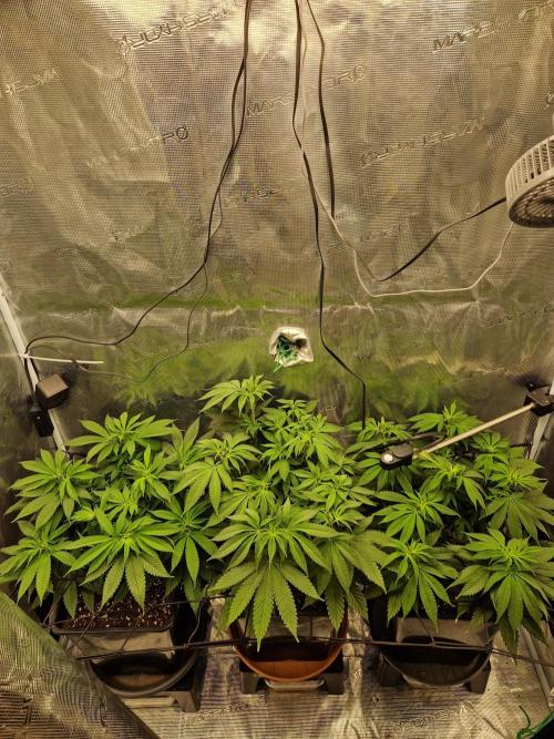 Apples Bananas n Peaches. Week 8