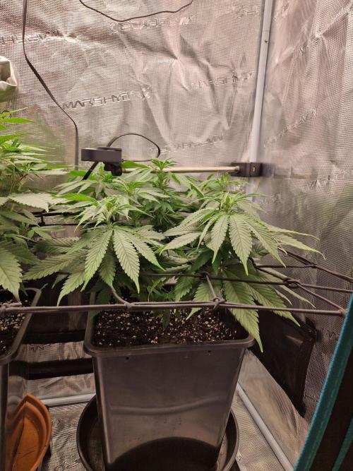 Apples Bananas n Peaches. Week 8