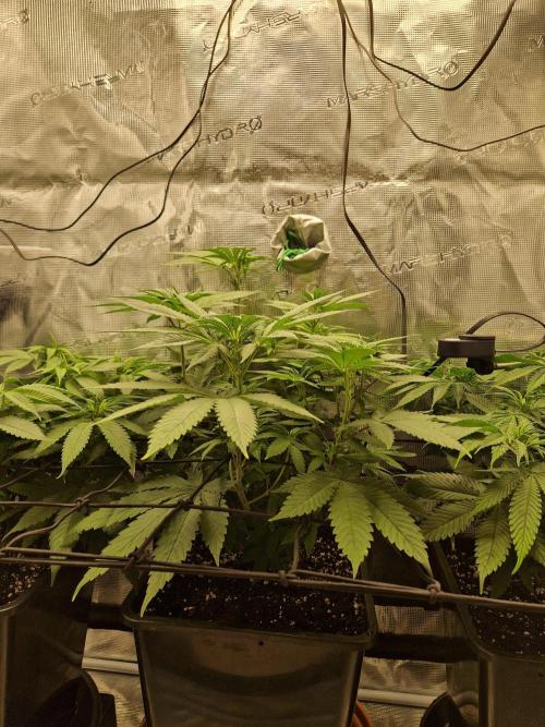 Apples Bananas n Peaches. Week 8