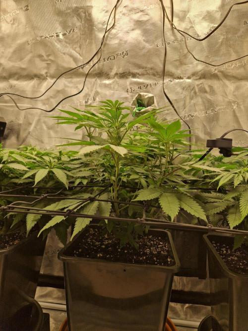 Apples Bananas n Peaches. Week 8