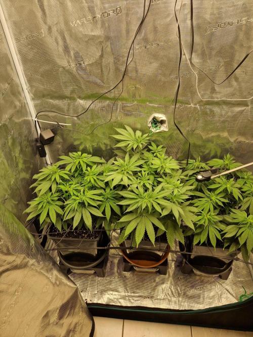 Apples Bananas n Peaches. Week 8