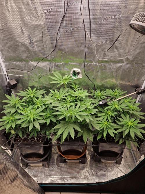 Apples Bananas n Peaches. Week 8