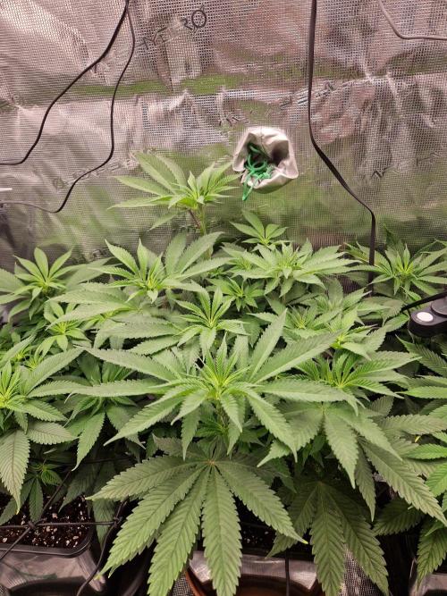 Apples Bananas n Peaches. Week 8