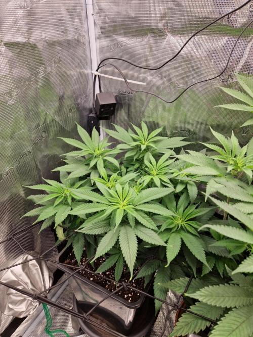 Apples Bananas n Peaches. Week 8