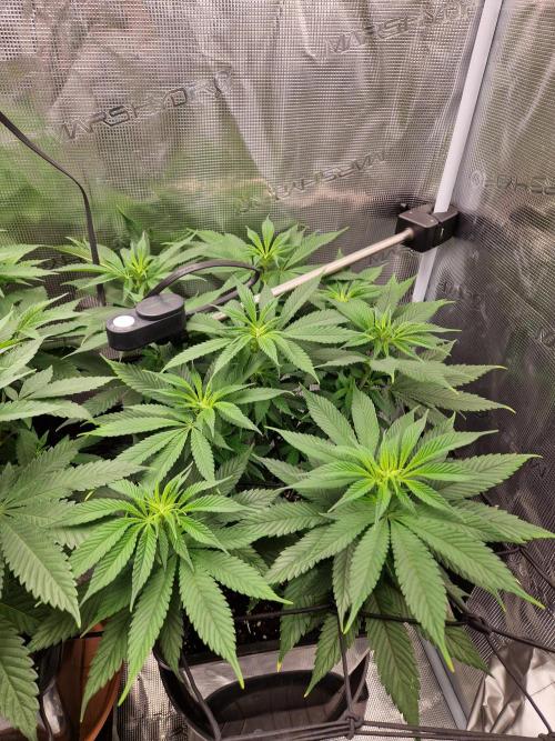 Apples Bananas n Peaches. Week 8
