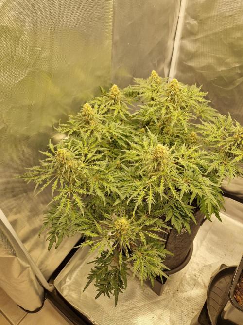 Freaky. Week 13