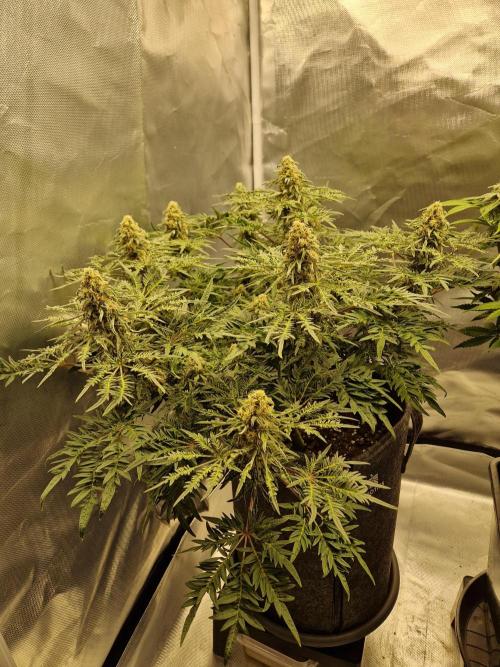 Freaky. Week 13