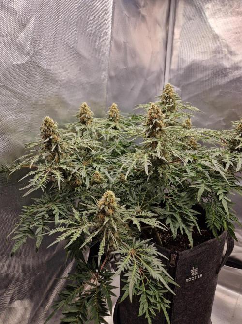 Freaky. Week 13