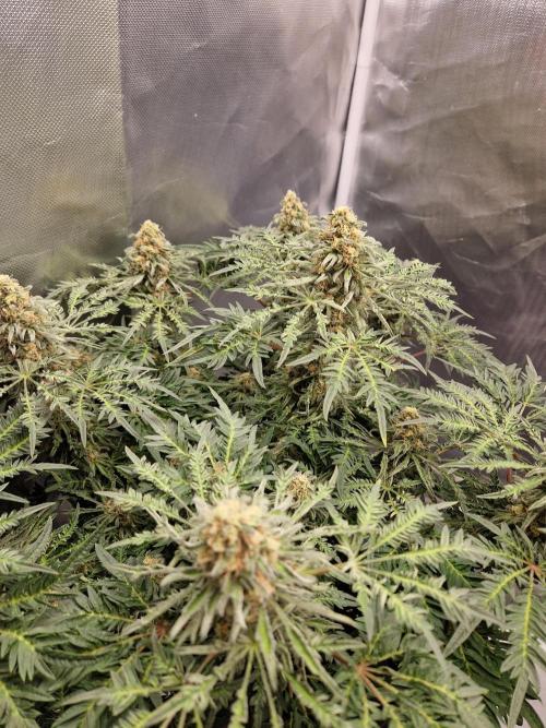 Freaky. Week 13