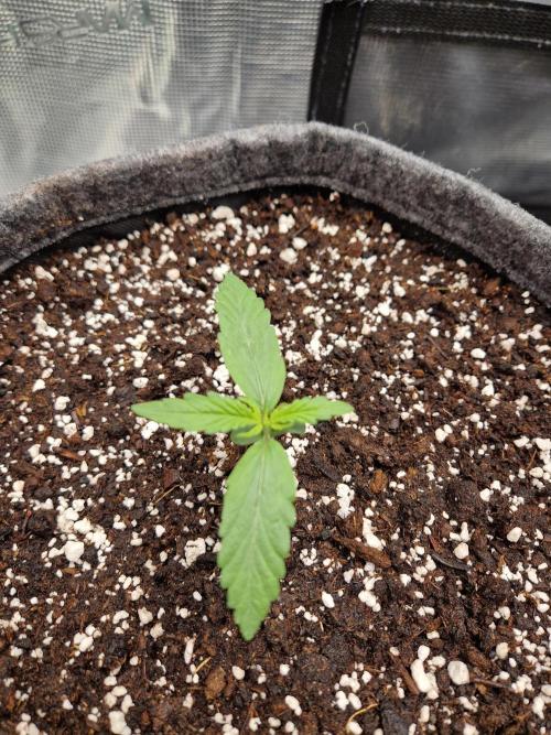 Auto Candy Bubatz XL. Week 2