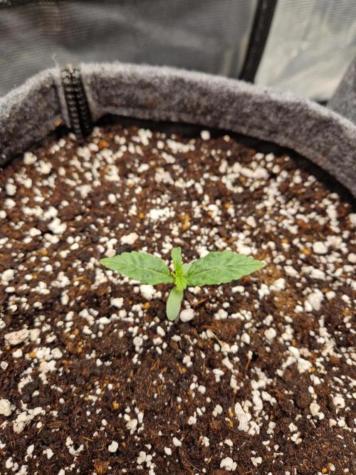 Auto Candy Bubatz XL. Week 2