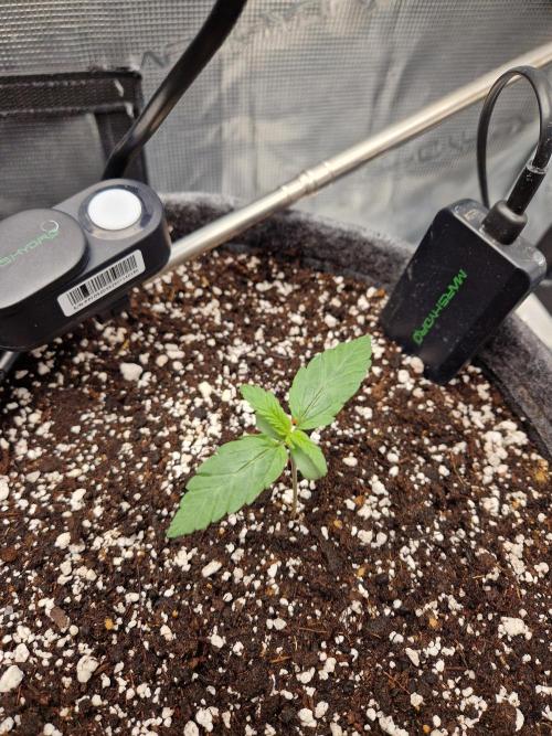 Auto Candy Bubatz XL. Week 2