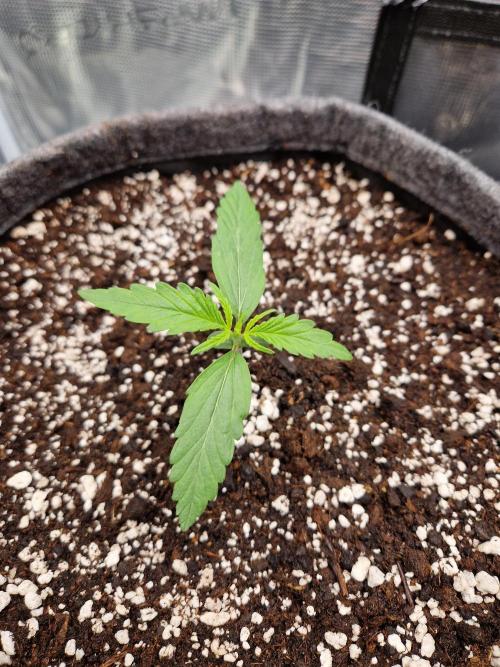 Auto Candy Bubatz XL. Week 2