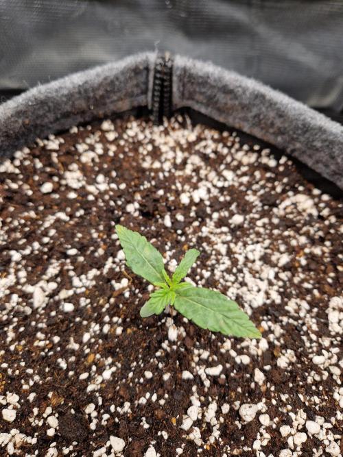 Auto Candy Bubatz XL. Week 2