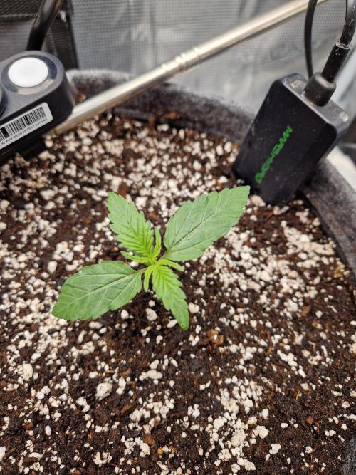Auto Candy Bubatz XL. Week 2