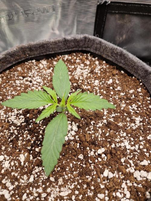 Auto Candy Bubatz XL. Week 2