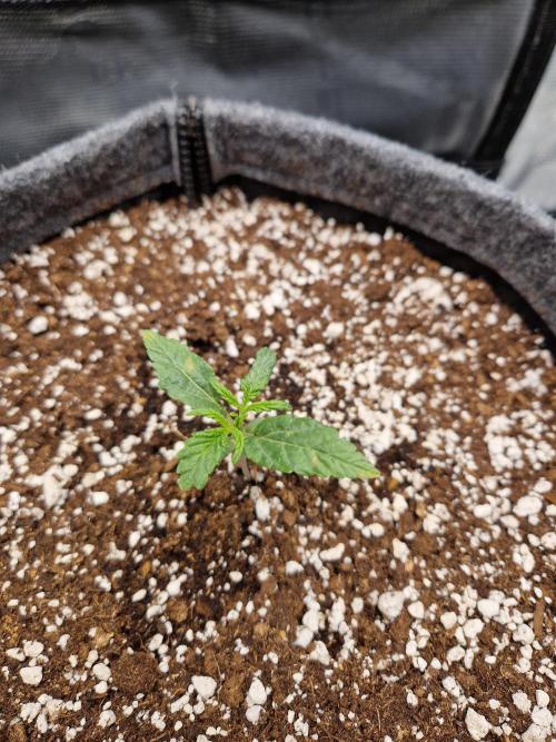 Auto Candy Bubatz XL. Week 2