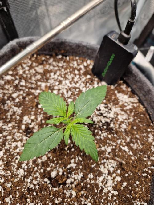 Auto Candy Bubatz XL. Week 2