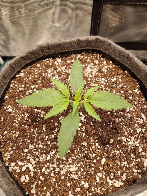 Auto Candy Bubatz XL. Week 2