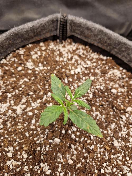 Auto Candy Bubatz XL. Week 2