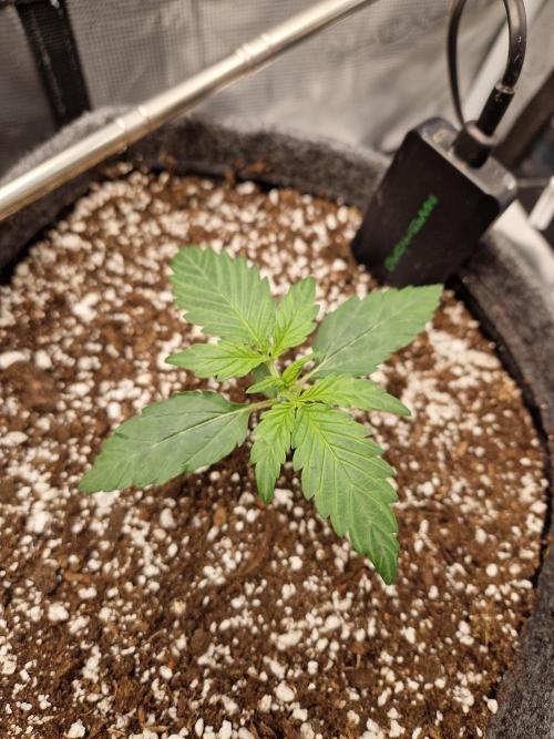 Auto Candy Bubatz XL. Week 2