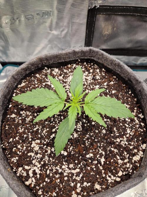 Auto Candy Bubatz XL. Week 2