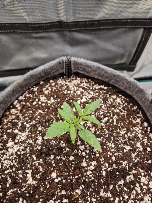 Auto Candy Bubatz XL. Week 2