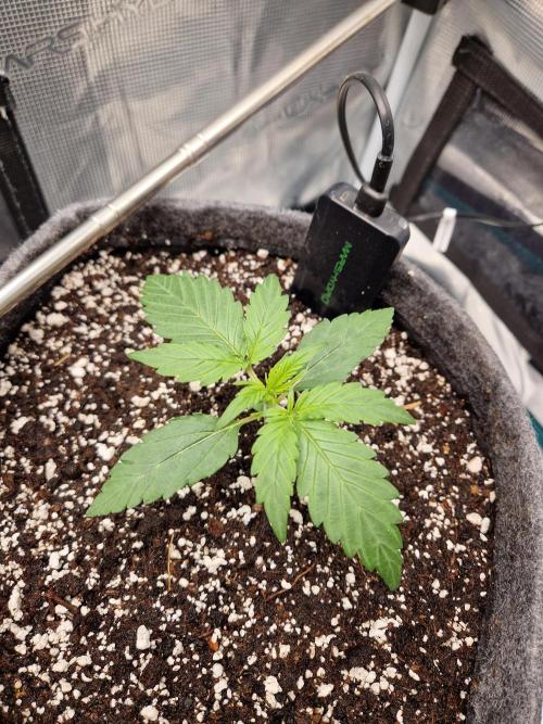 Auto Candy Bubatz XL. Week 2