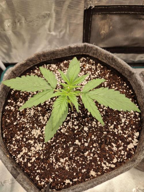 Auto Candy Bubatz XL. Week 2