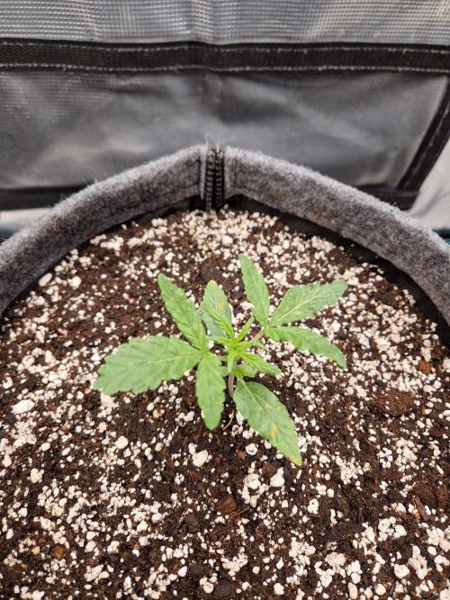 Auto Candy Bubatz XL. Week 2