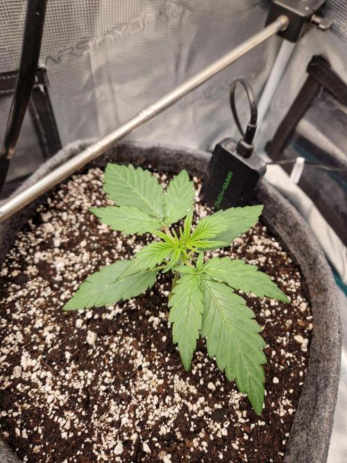 Auto Candy Bubatz XL. Week 2