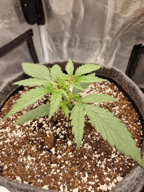Auto Candy Bubatz XL. Week 2
