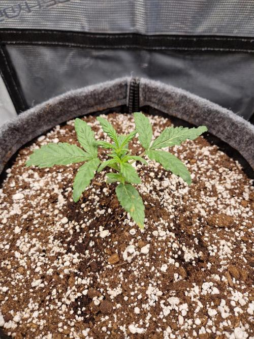 Auto Candy Bubatz XL. Week 2