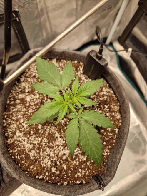 Auto Candy Bubatz XL. Week 2