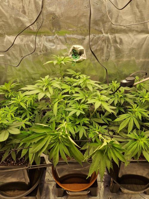 Apples Bananas n Peaches. Week 9