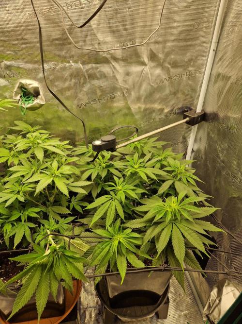Apples Bananas n Peaches. Week 9