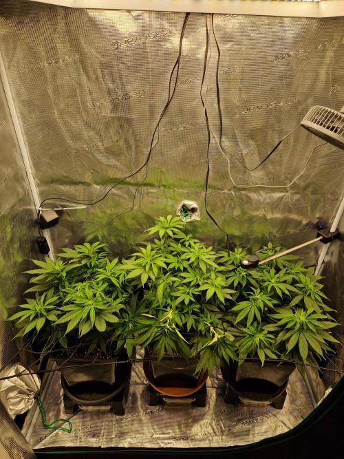 Apples Bananas n Peaches. Week 9