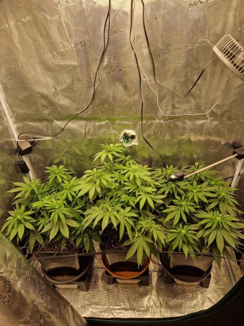 Apples Bananas n Peaches. Week 9