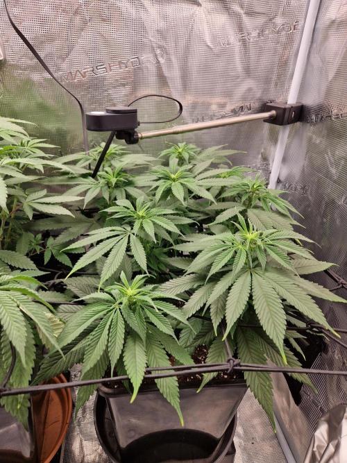 Apples Bananas n Peaches. Week 9