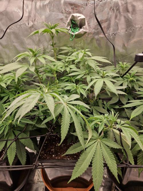 Apples Bananas n Peaches. Week 9