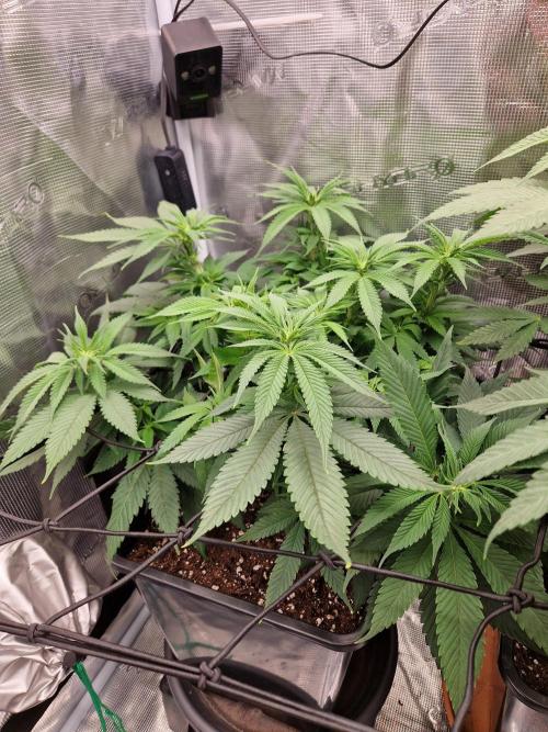 Apples Bananas n Peaches. Week 9