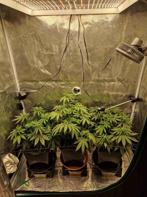 Apples Bananas n Peaches. Week 9