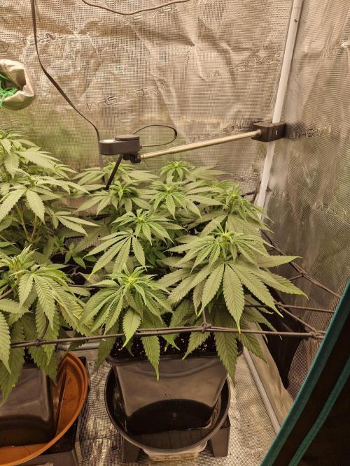 Apples Bananas n Peaches. Week 9