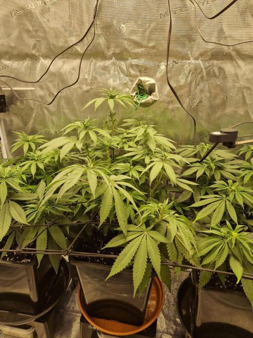Apples Bananas n Peaches. Week 9